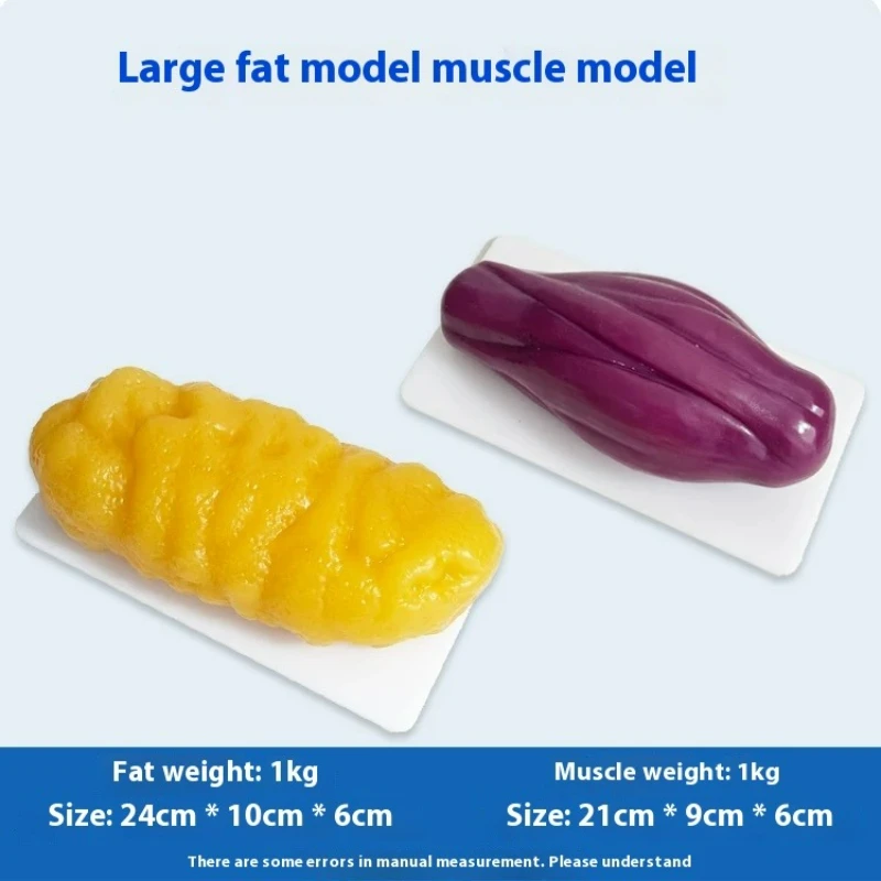 Human Muscle and Fat Replicas  - Nutrition Fitness ulasan dan harga