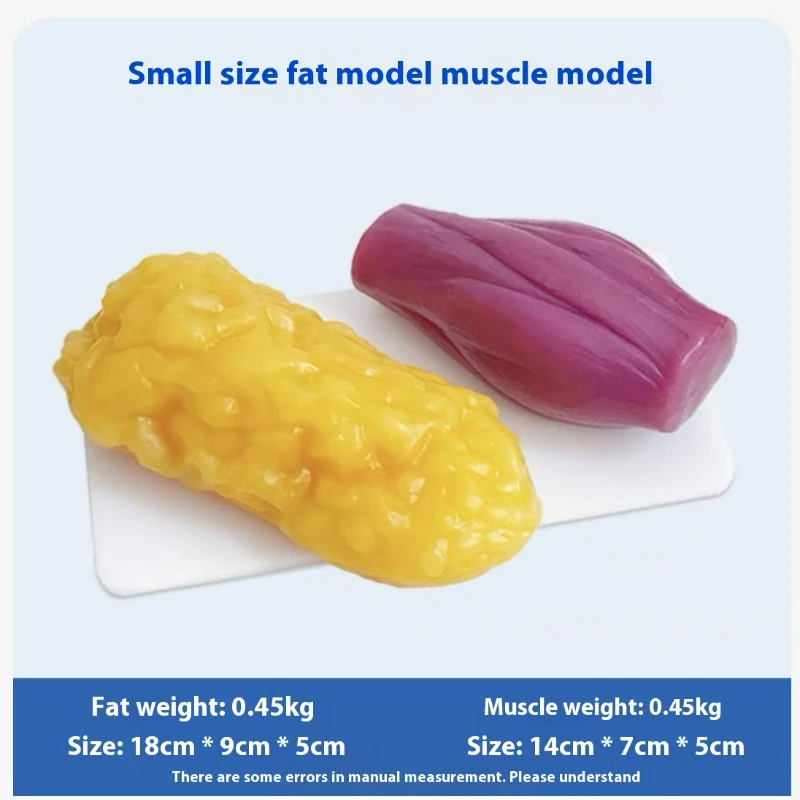 Human Muscle and Fat Replicas  - Nutrition Fitness ulasan dan harga